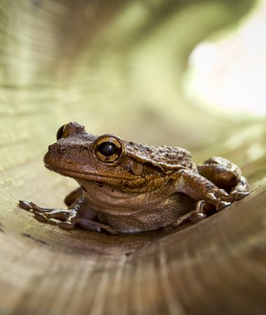 Alby ART Wildlife PhotoART Gallery